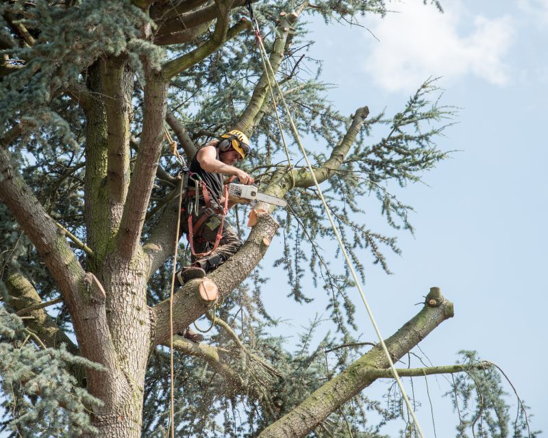 Arborist Tree Service in Reno, NV