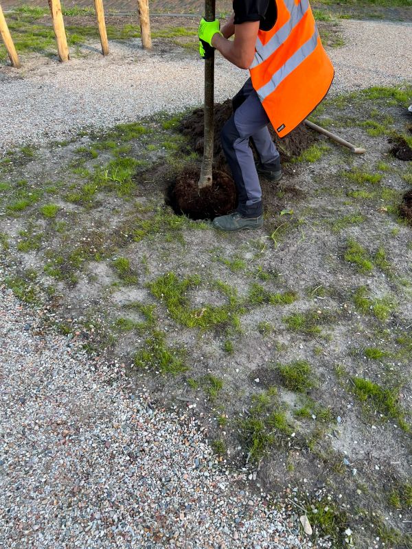 Tree Installation Service in Honolulu, HI